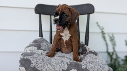 BOXER (JUN 11) MALES