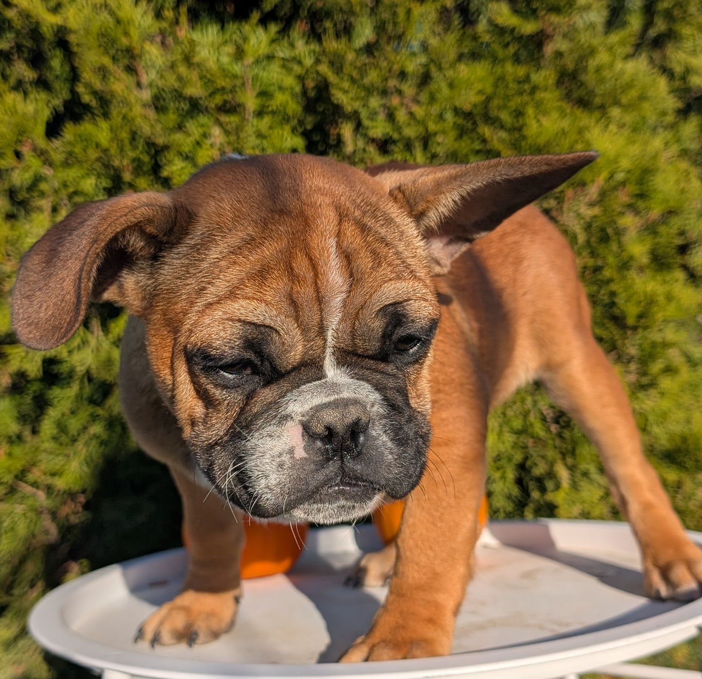 FRENCH BULLDOG (07/15) MALE