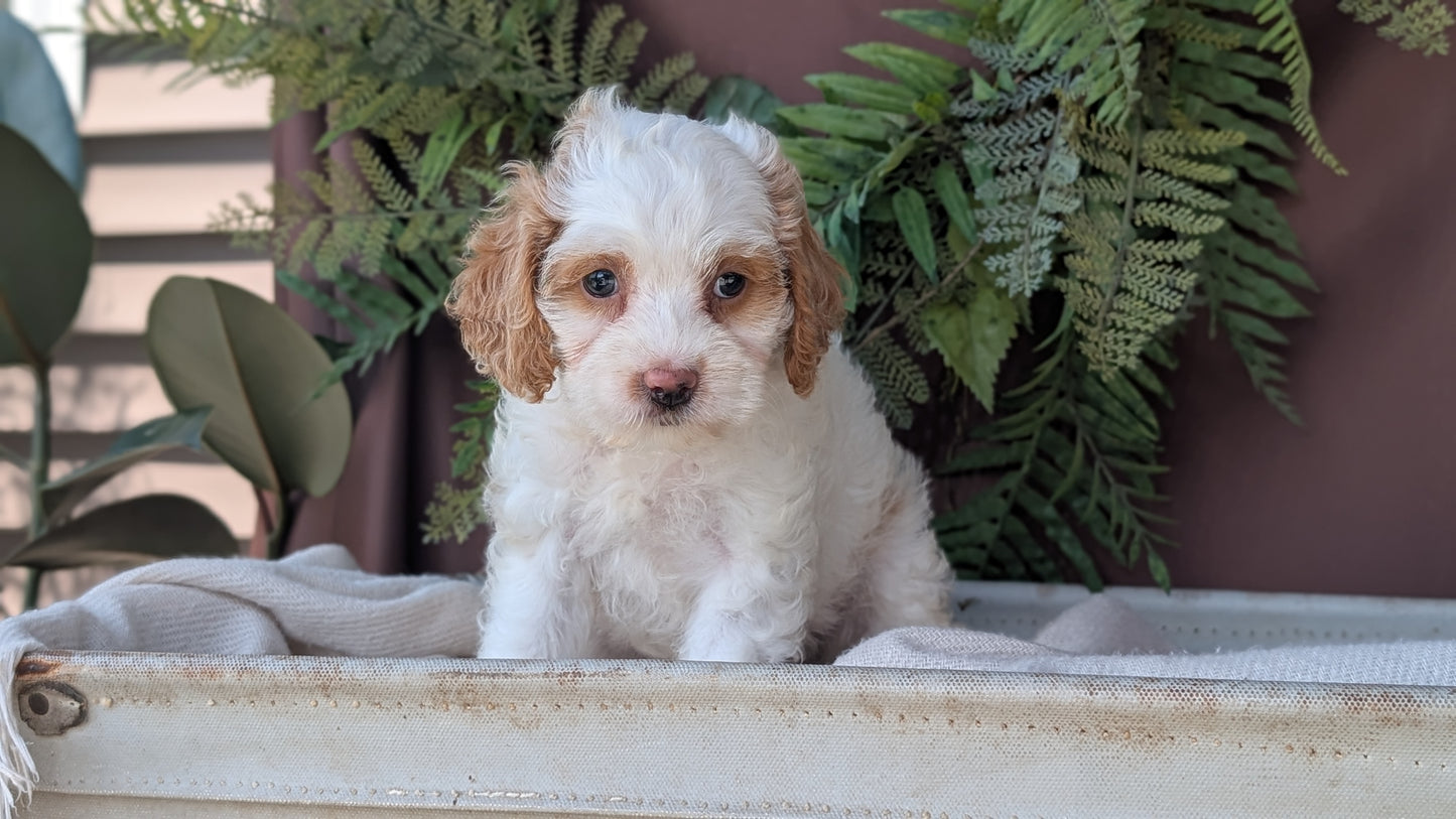 COCKAPOO (MAY 22) FEMALES