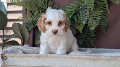 COCKAPOO (MAY 22) FEMALES
