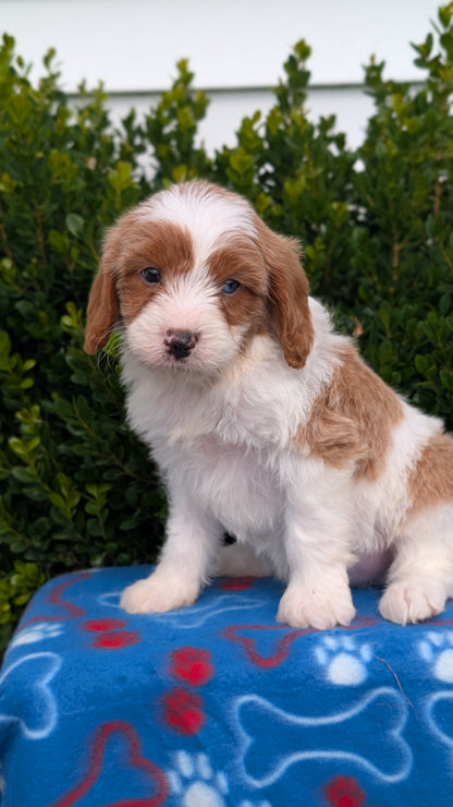 CAVAPOO (MAY 25) MALES