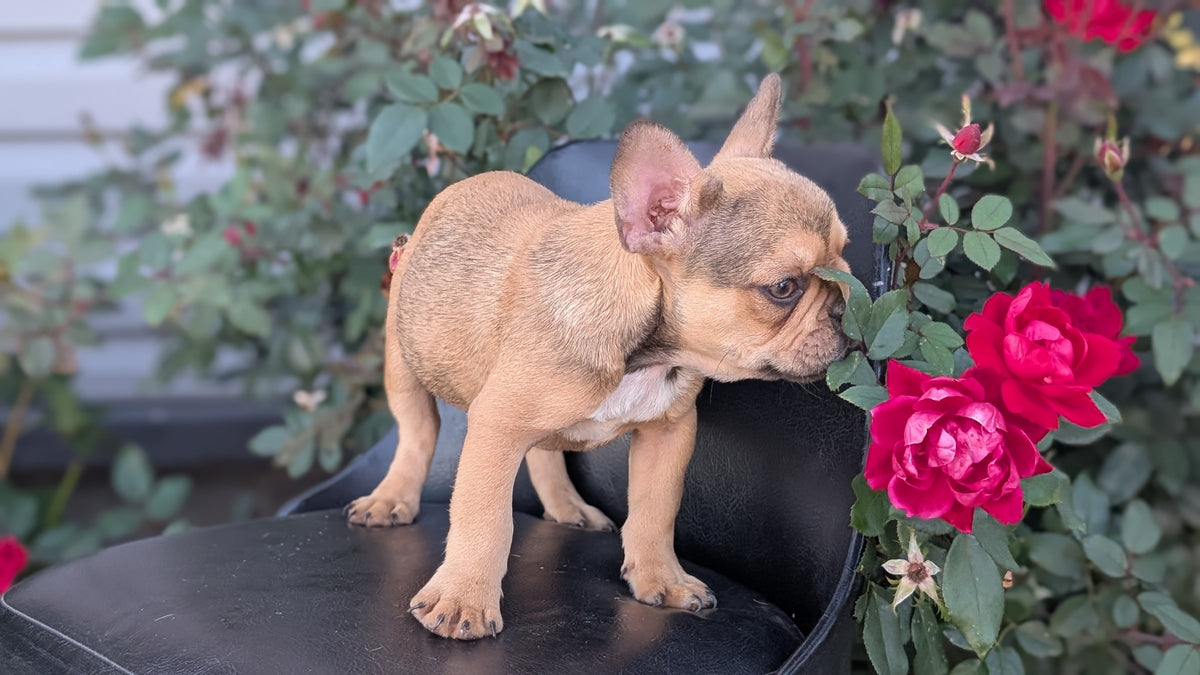 FRENCH BULLDOG (JUN 26) 2 MALES