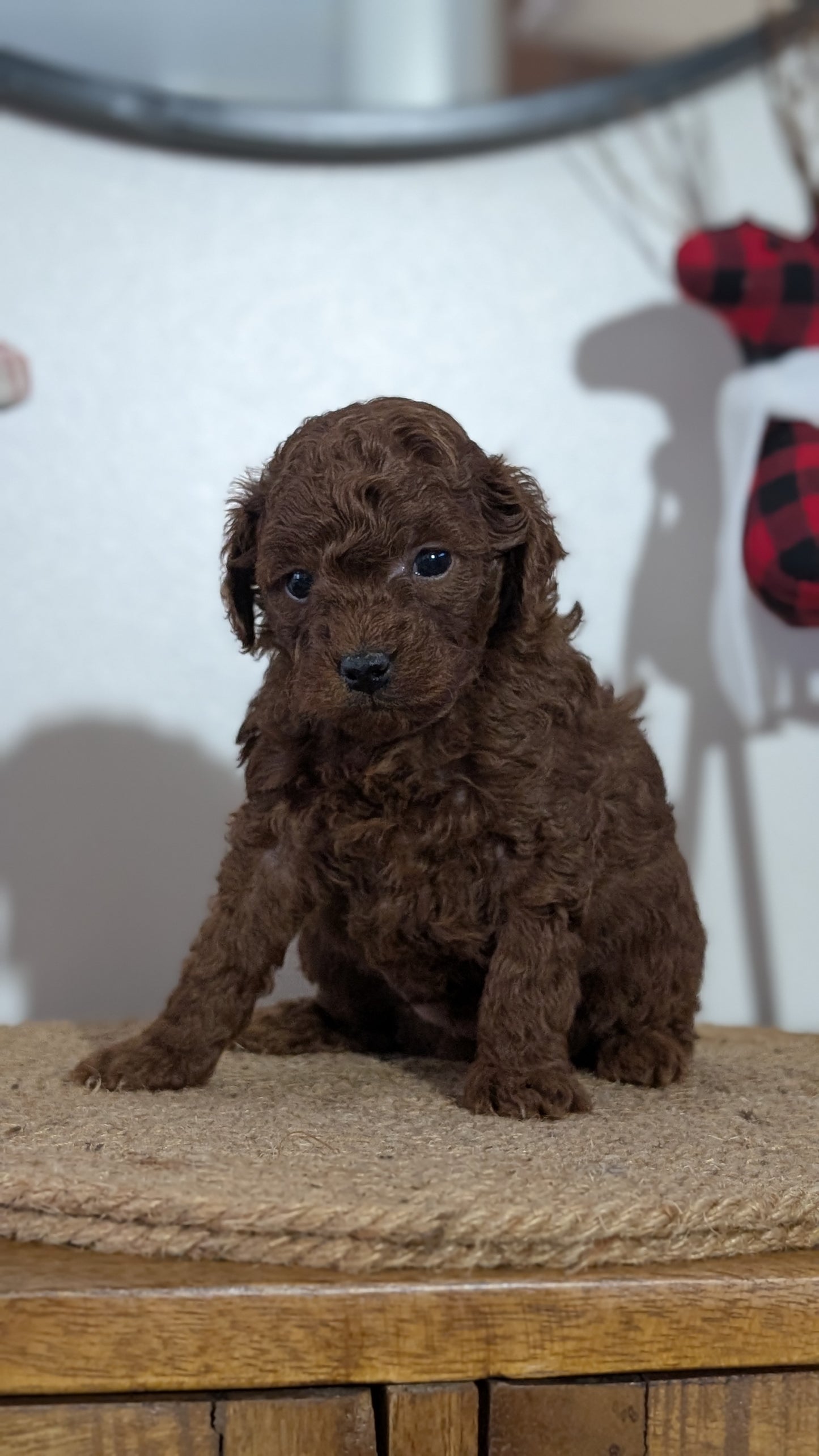 MINI POODLE (NOV 14) MALES
