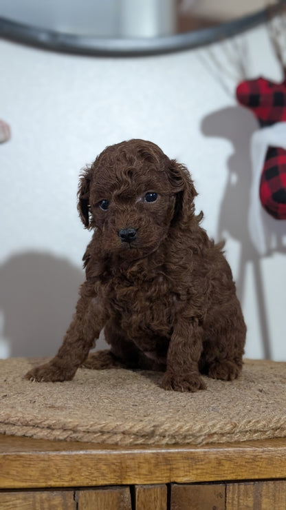 MINI POODLE (NOV 14) MALES
