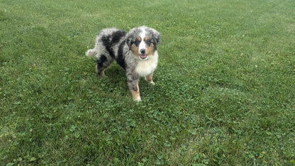 MINI BERNEDOODLE (07/04) MALE