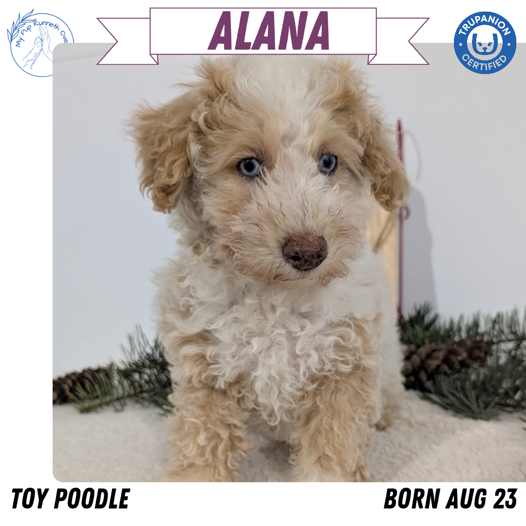 TOY POODLE (08/23) FEMALE