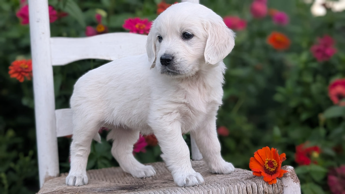 ENGLISH CREAM RETRIEVER (AUG 19) 3 MALES/4 FEMALES