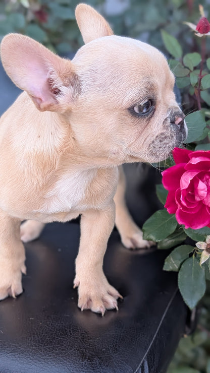 FRENCH BULLDOG (JUN 26) 2 MALES