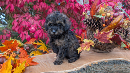 TOY POODLE (09/10) MALE