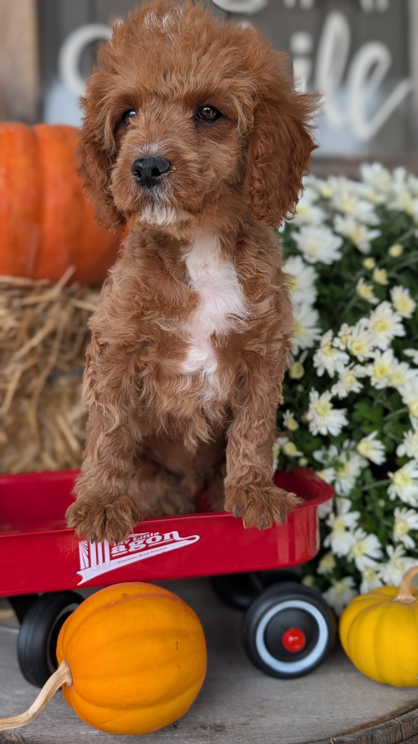 CAVAPOO (07/26) MALE