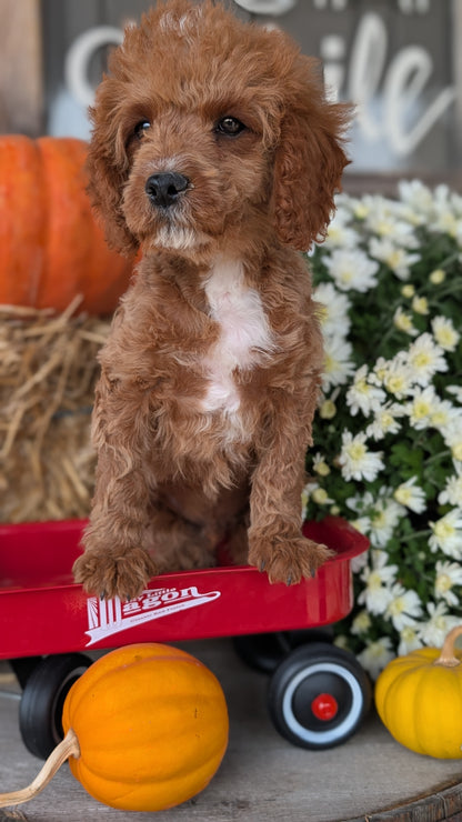 CAVAPOO (07/26) MALE