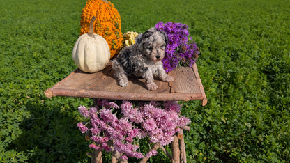 TOY POODLE (08/28) FEMALE