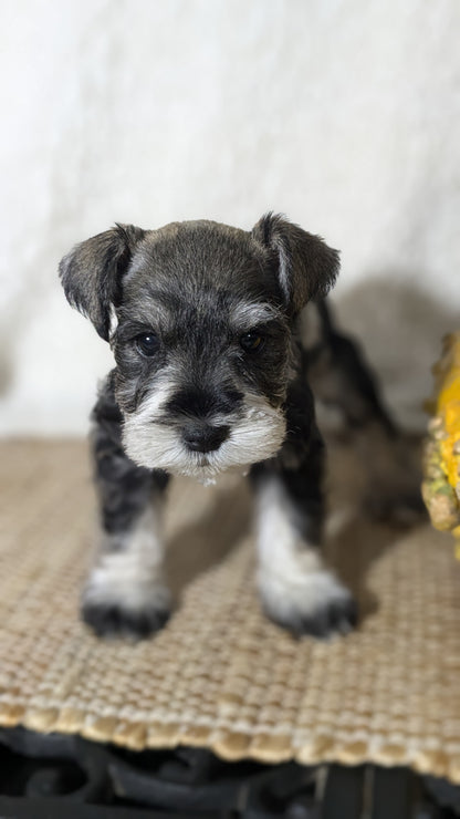 MINI SCHNAUZER (09/23) MALE