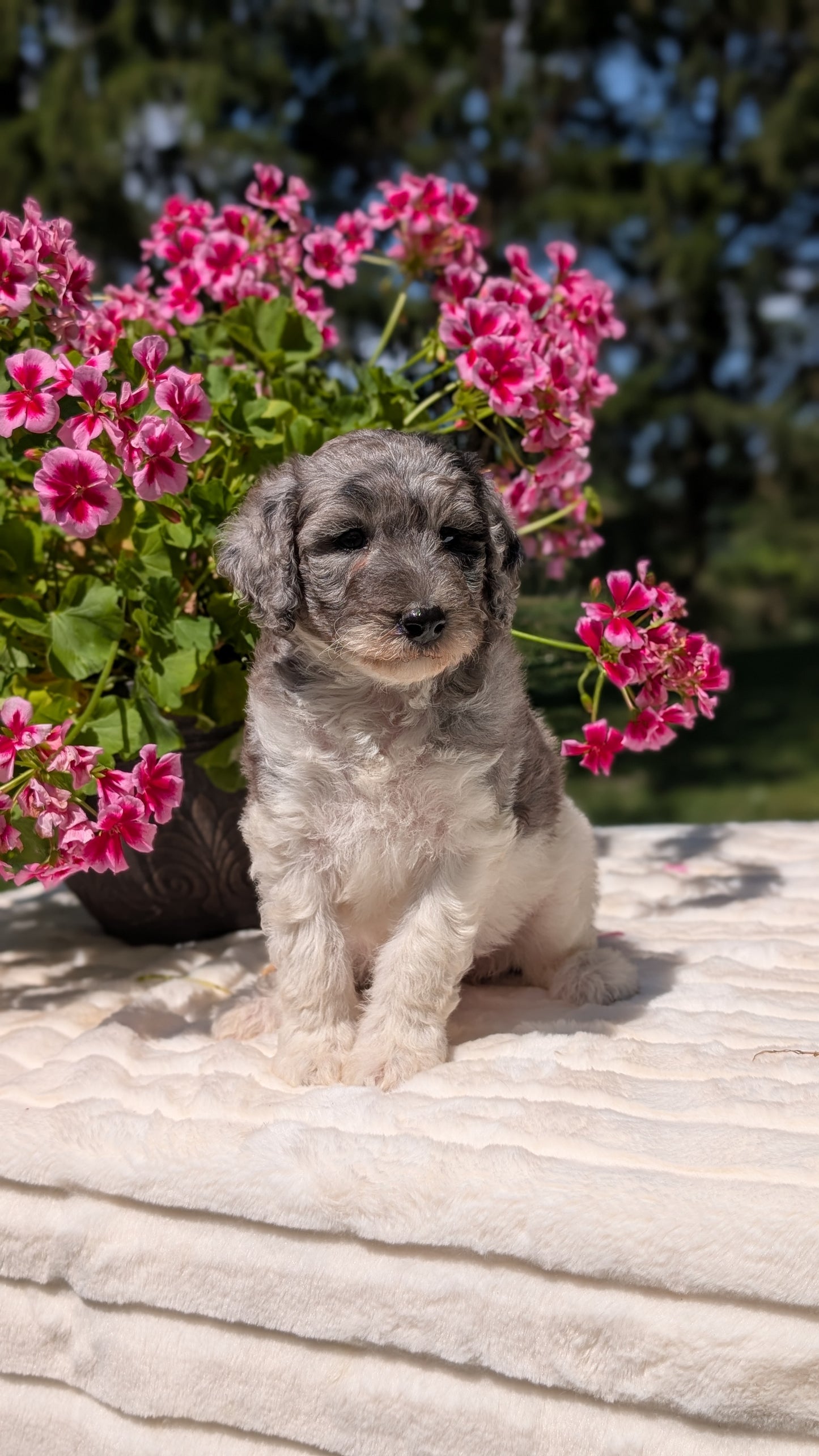 MINI BERNEDOODLE (06/11) FEMALE