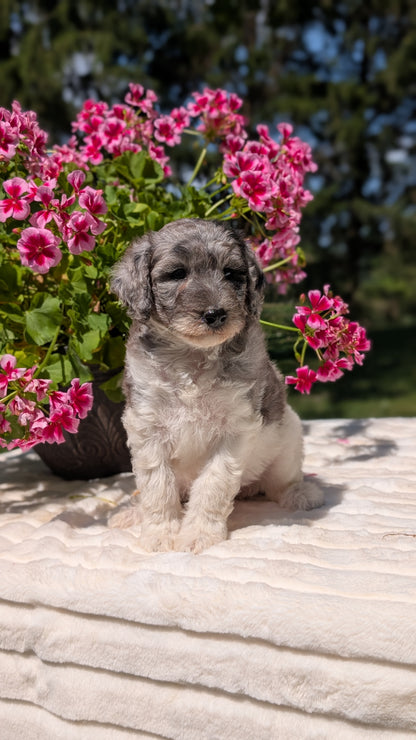MINI BERNEDOODLE (06/11) FEMALE