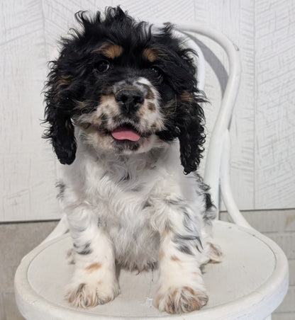 COCKER SPANIEL (09/19) MALE