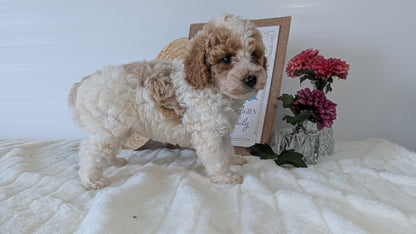 MINI POODLE (06/29) FEMALE