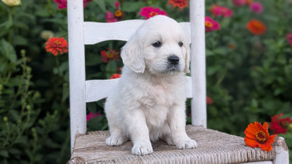 ENGLISH CREAM RETRIEVER (AUG 19) 3 MALES/4 FEMALES