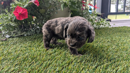 COCKER SPANIEL (07/24) MALE