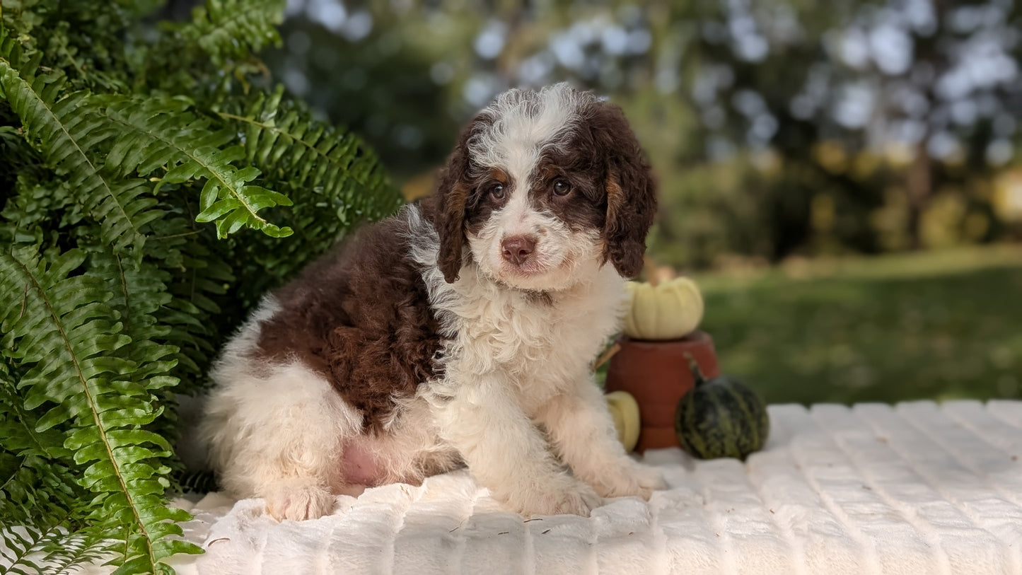 MINI BERNEDOODLE (08/06) MALE