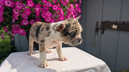 FRENCHTON (06/25) MALE