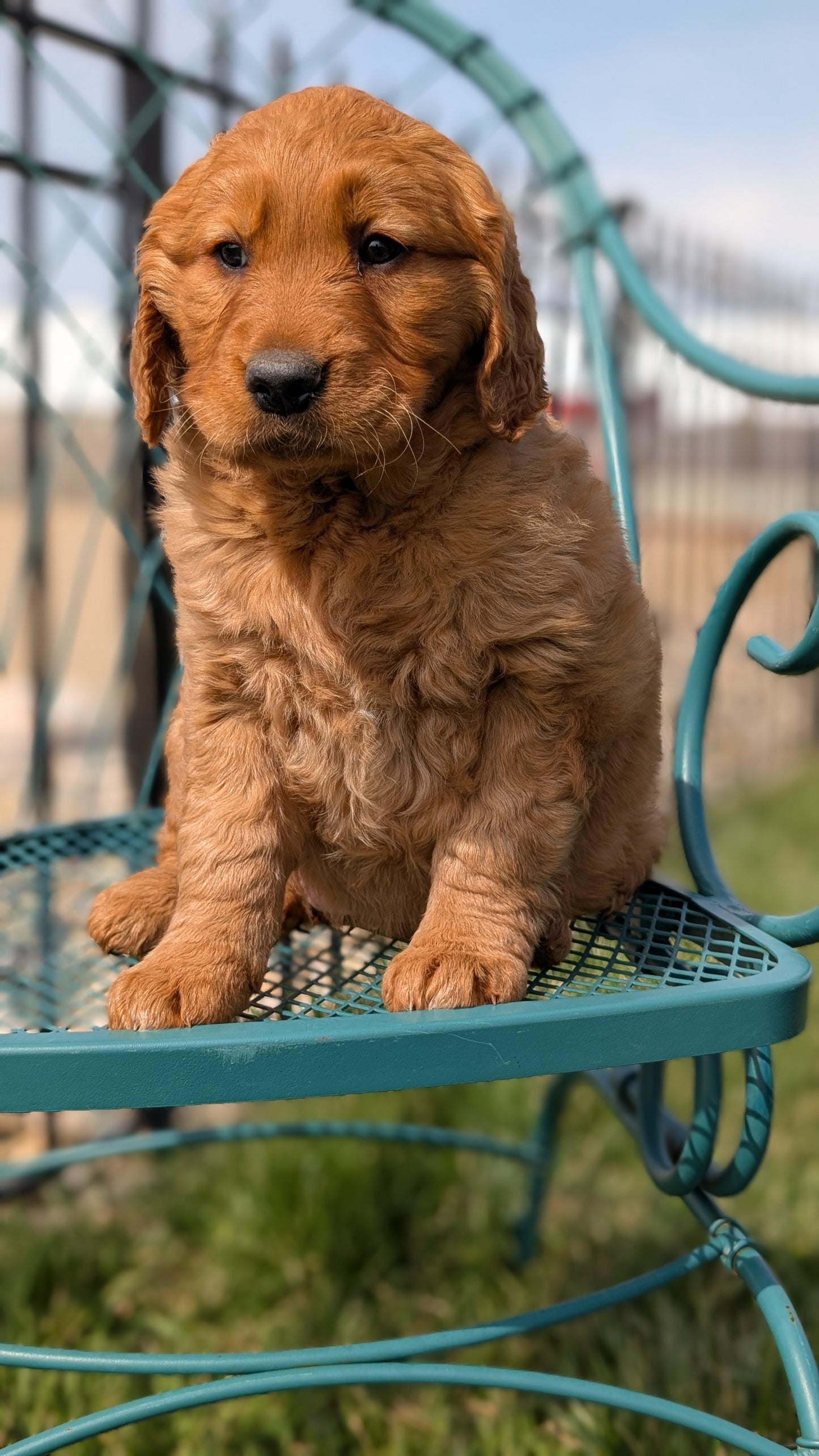 GOLDEN RETRIEVER (FEB 04) FEMALES