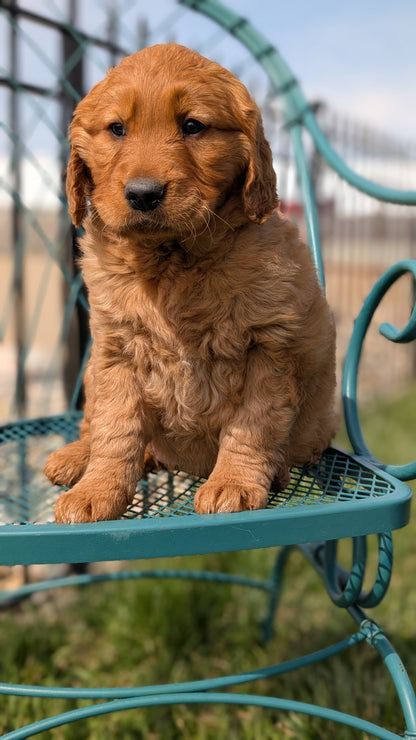 GOLDEN RETRIEVER (FEB 04) FEMALES