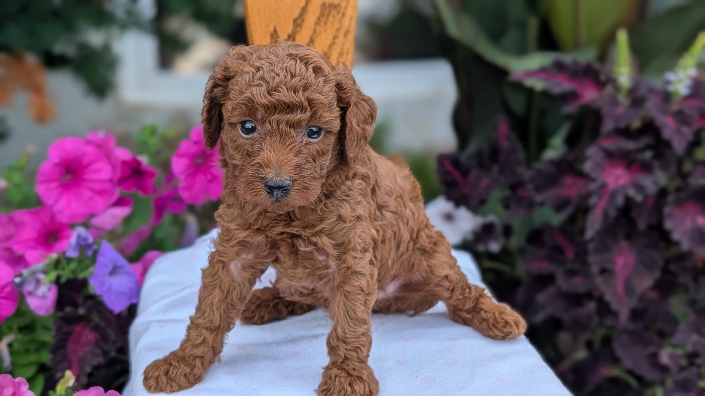 TOY POODLE (JUN 17) MALES