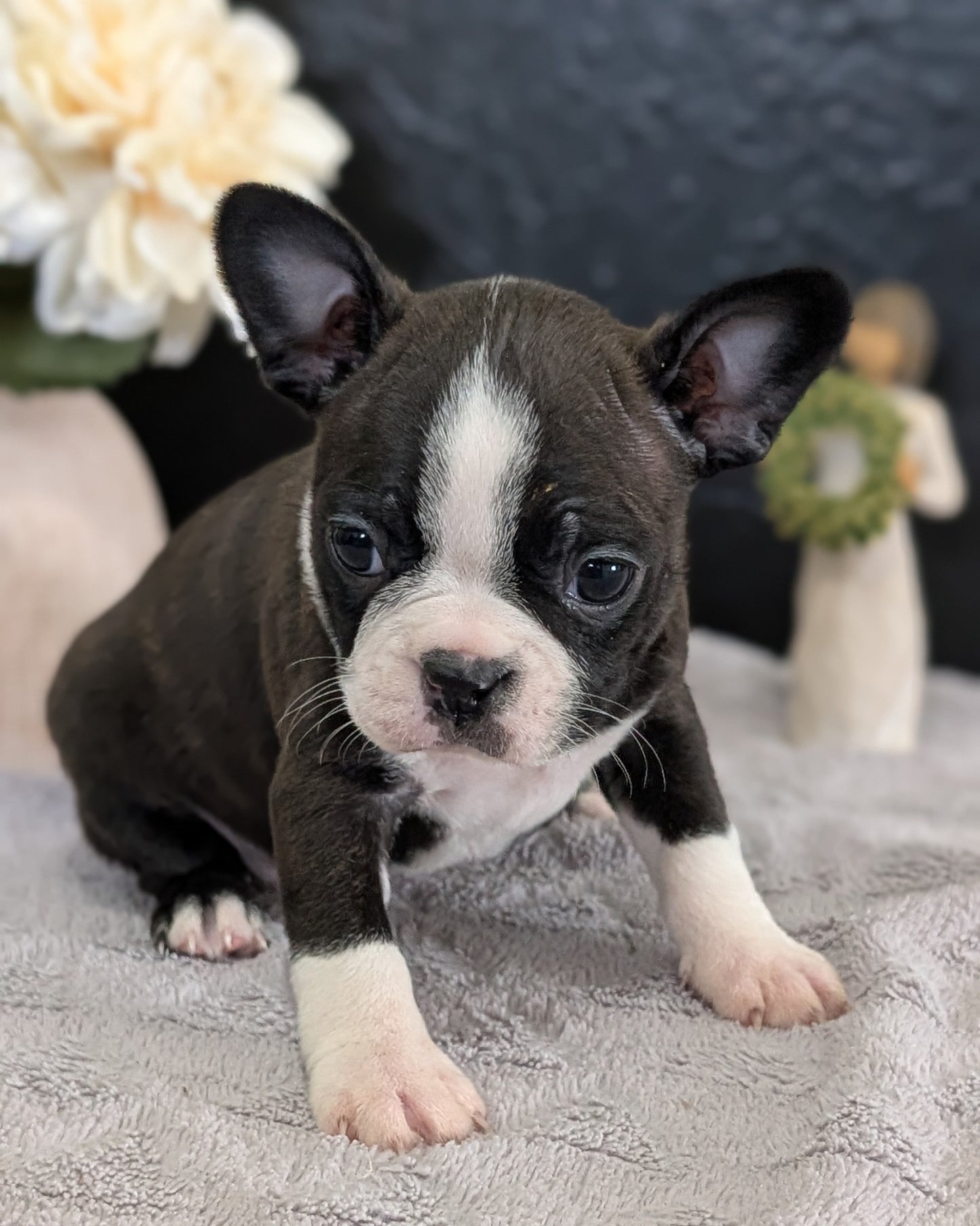 BOSTON TERRIER (FEB 09) FEMALES