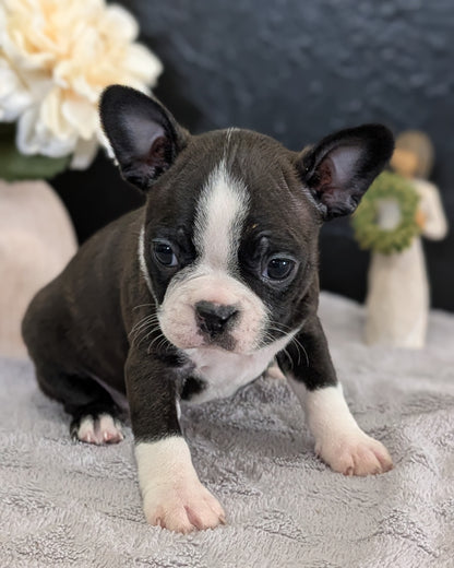 BOSTON TERRIER (FEB 09) FEMALES