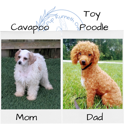 CAVAPOO (10/03) FEMALE