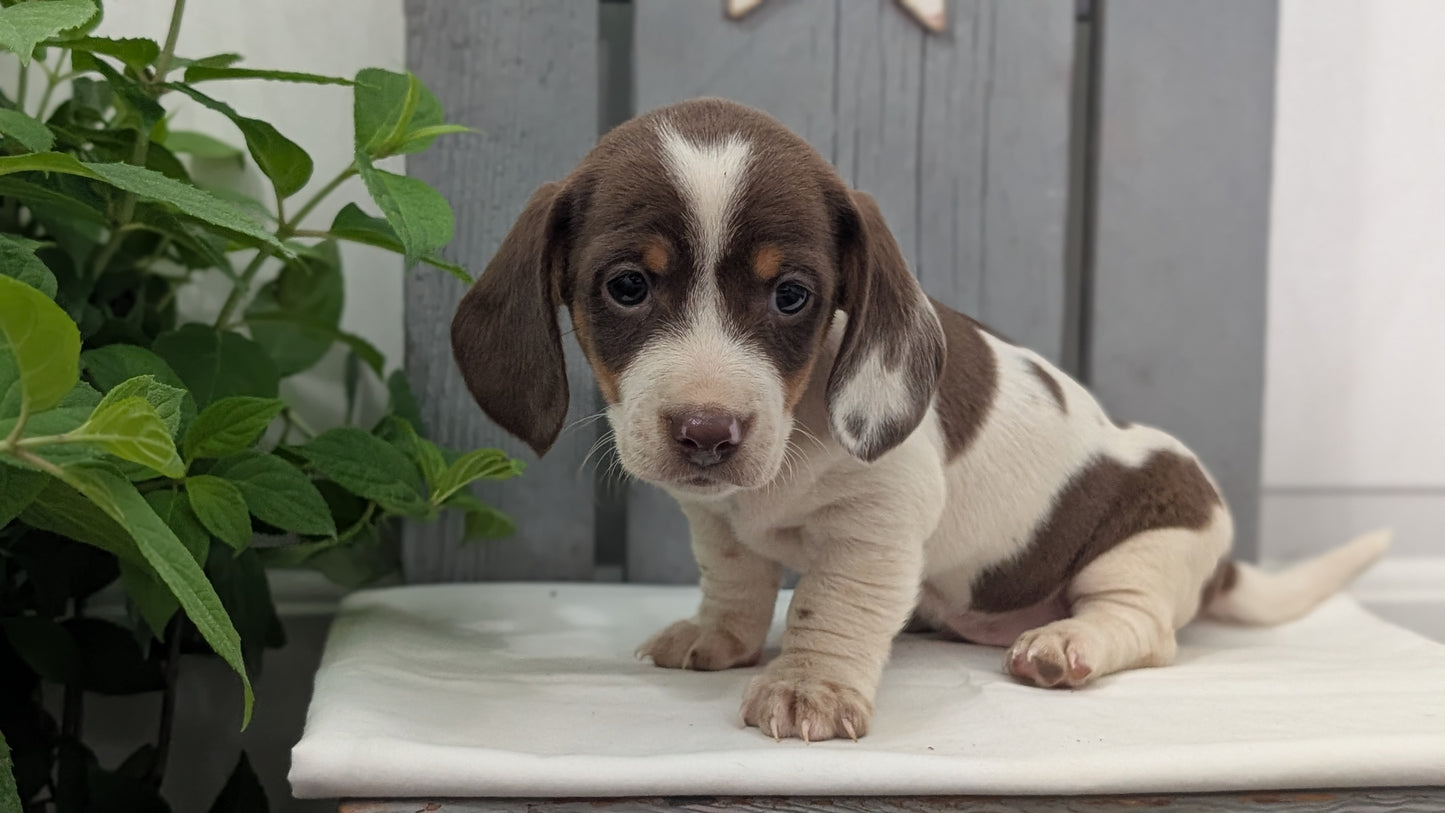 MINI DACHSHUND (MAR 23) MALES