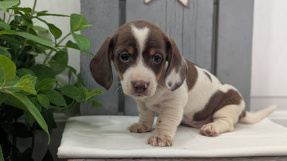 MINI DACHSHUND (MAR 23) MALES