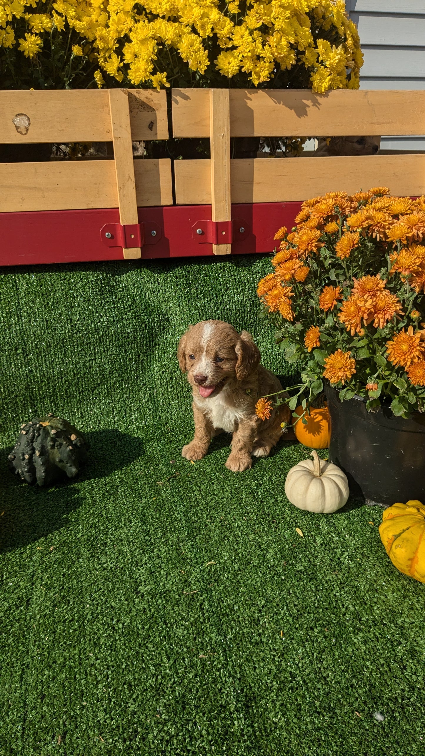 CAVAPOO (08/13) MALE