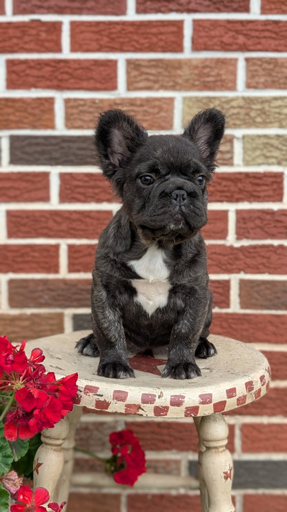 FRENCH BULLDOG (MAR 09) FEMALES