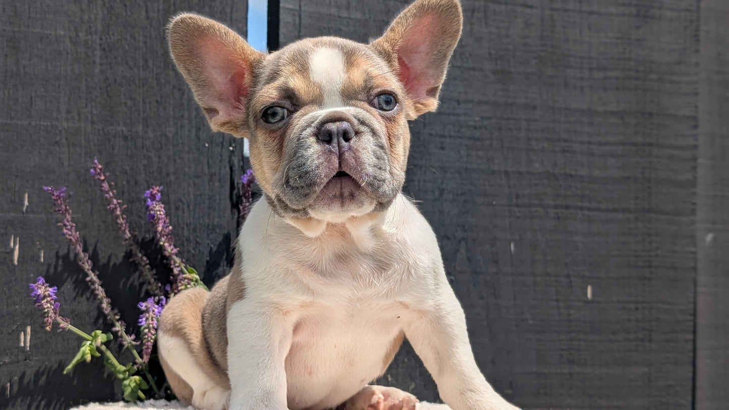 FRENCH BULLDOG (APR 06) FEMALE