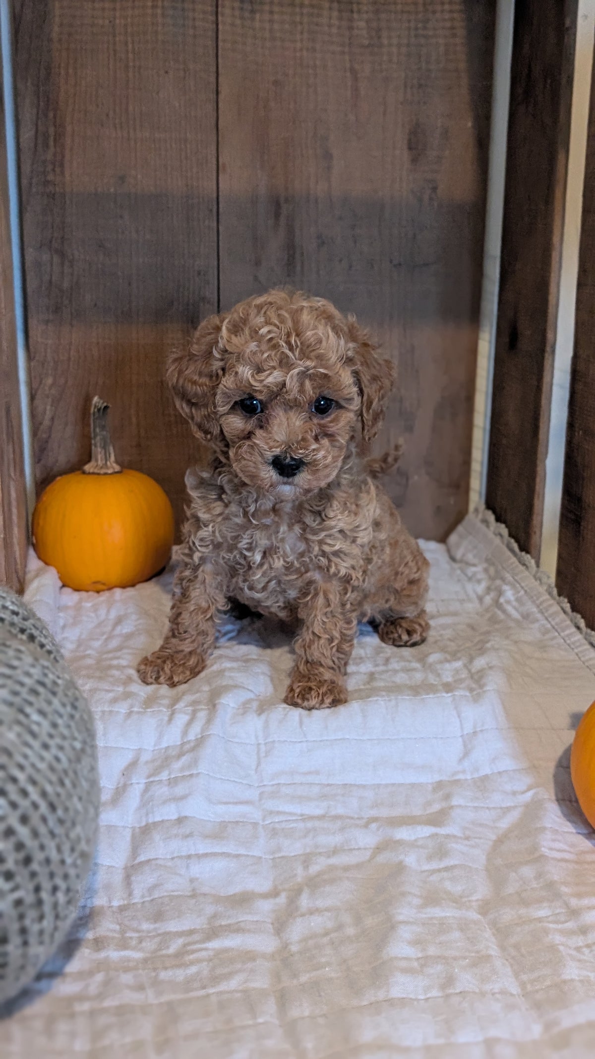 MINI POODLE (AUG 06) 5 FEMALES