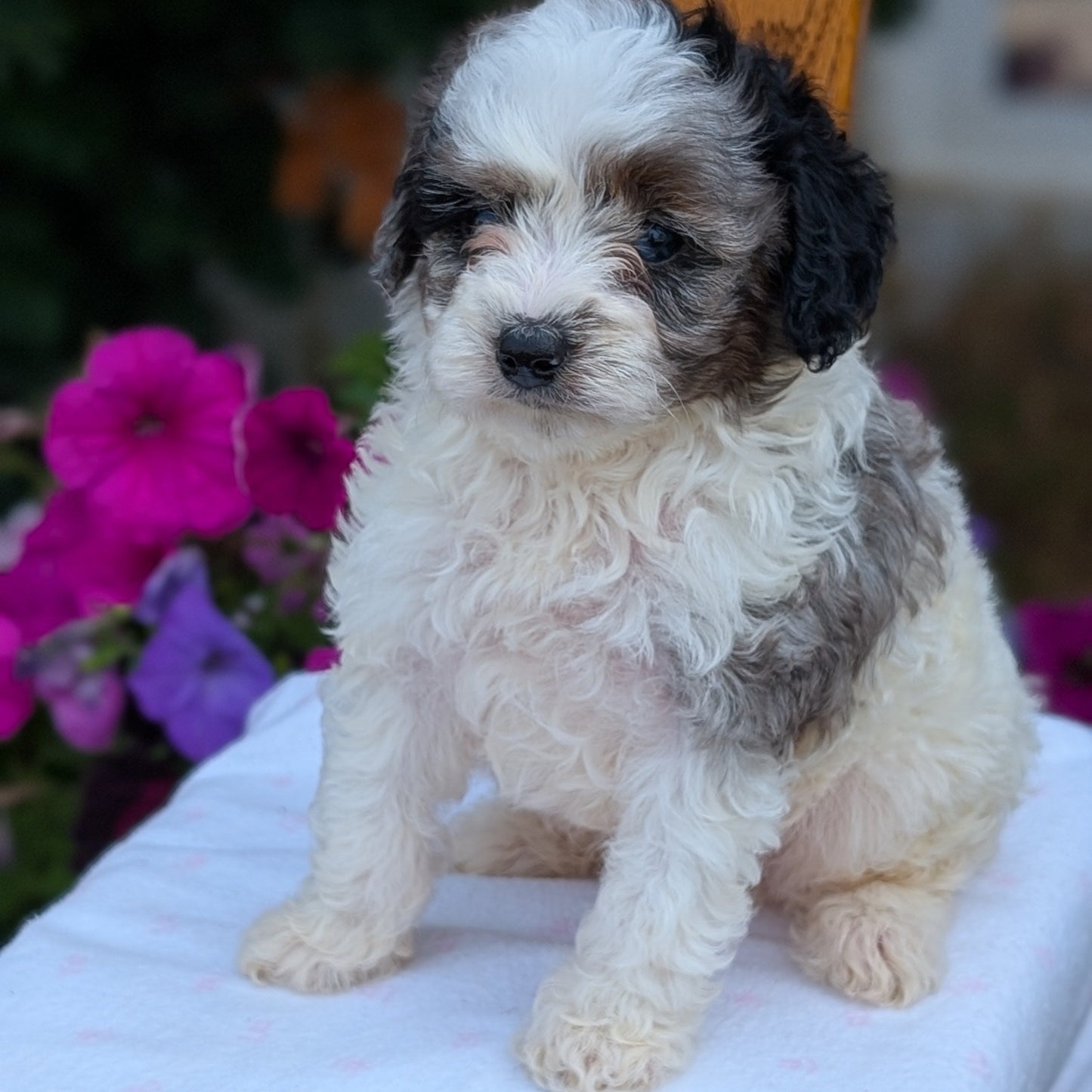 MALTIPOO (JUN 11) MALES
