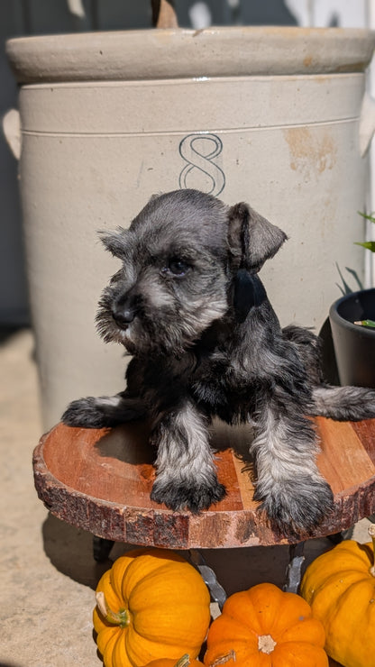 MINI SCHNAUZER (AUG 24) 8 FEMALES