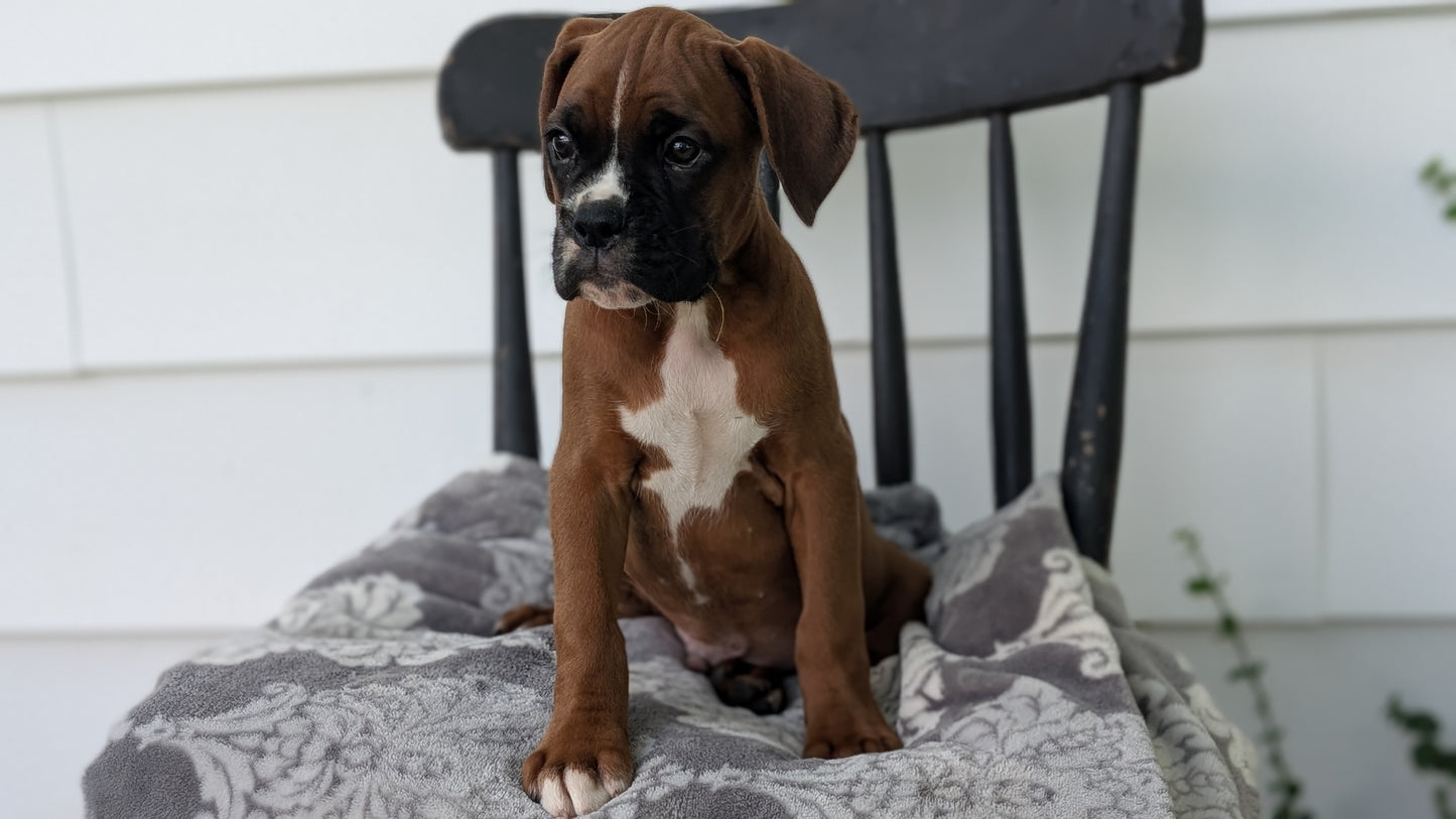 BOXER (JUN 11) MALES