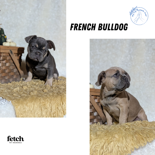 FRENCH BULLDOG (JUN 29) 3 MALES