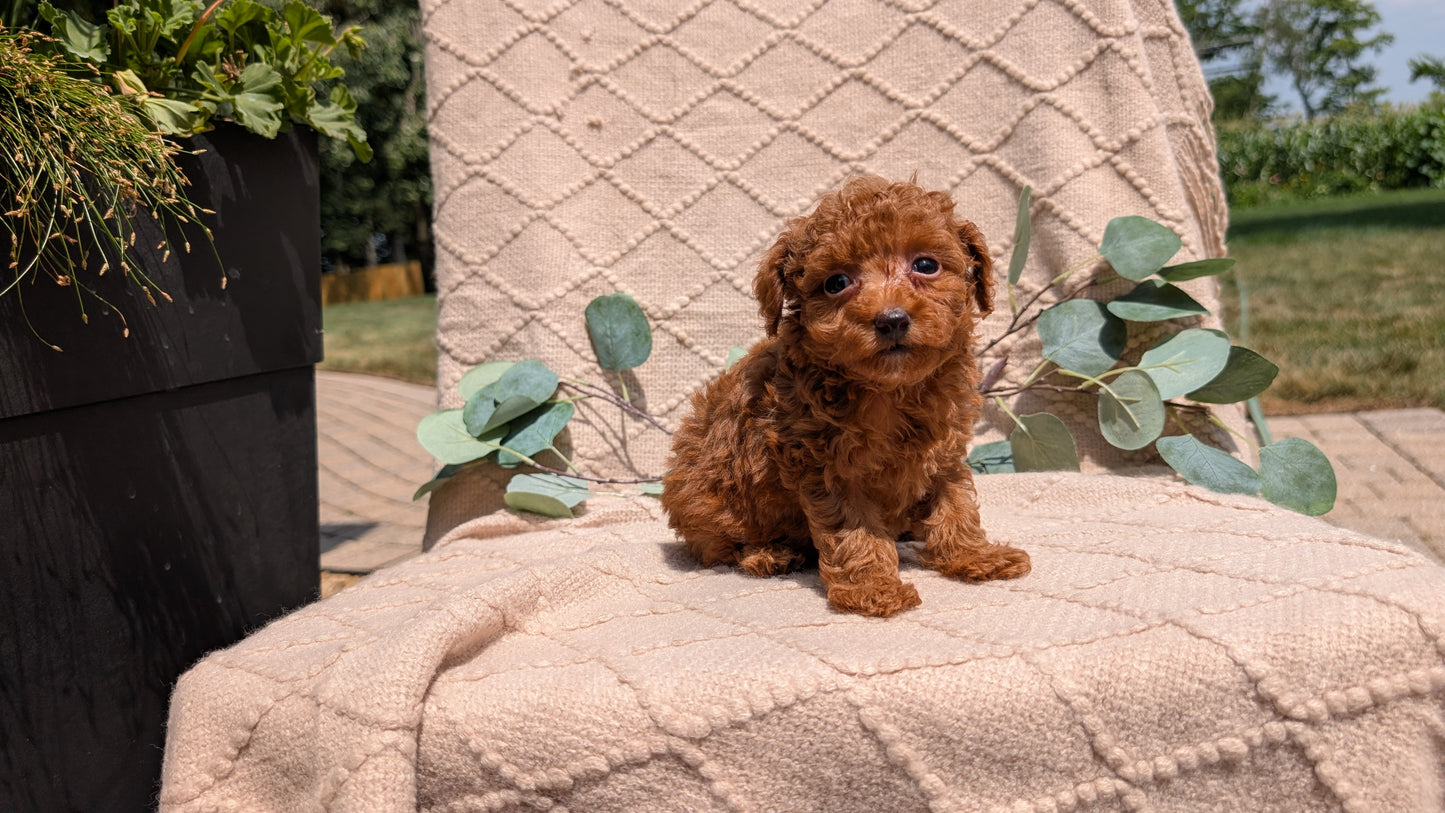 COCKAPOO (05/31) FEMALE