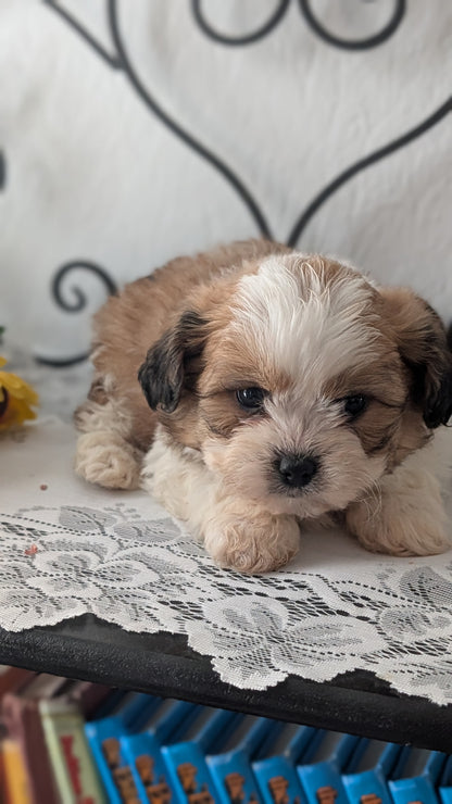 TEDDY BEAR (DEC 07) MALE