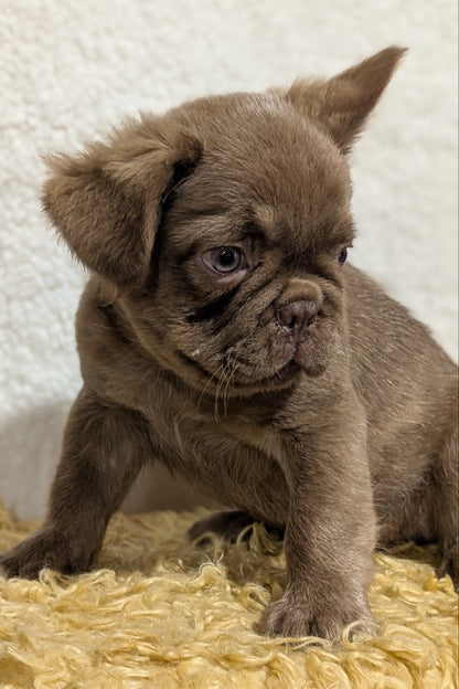 FRENCH BULLDOG (MAY 26) MALE