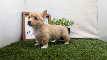 CORGI (07/10) FEMALE