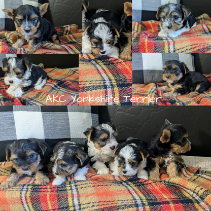 YORKSHIRE TERRIER (09/28) MALE