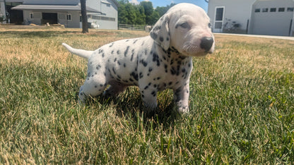 DALMATIAN (05/26) MALE