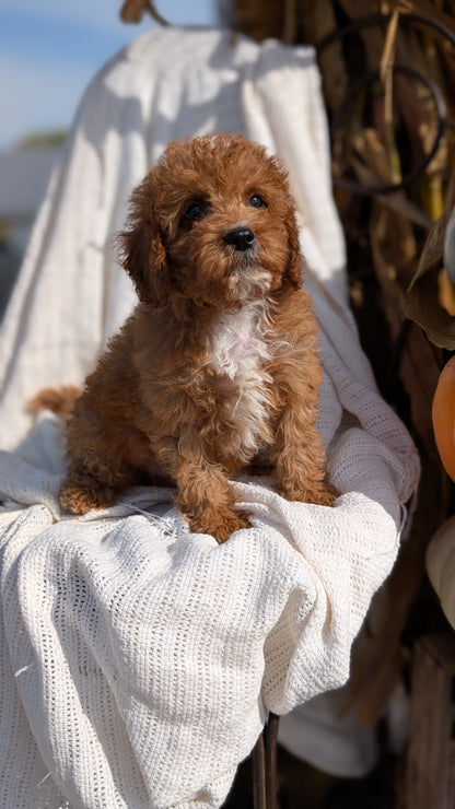 CAVAPOO (07/26) MALE