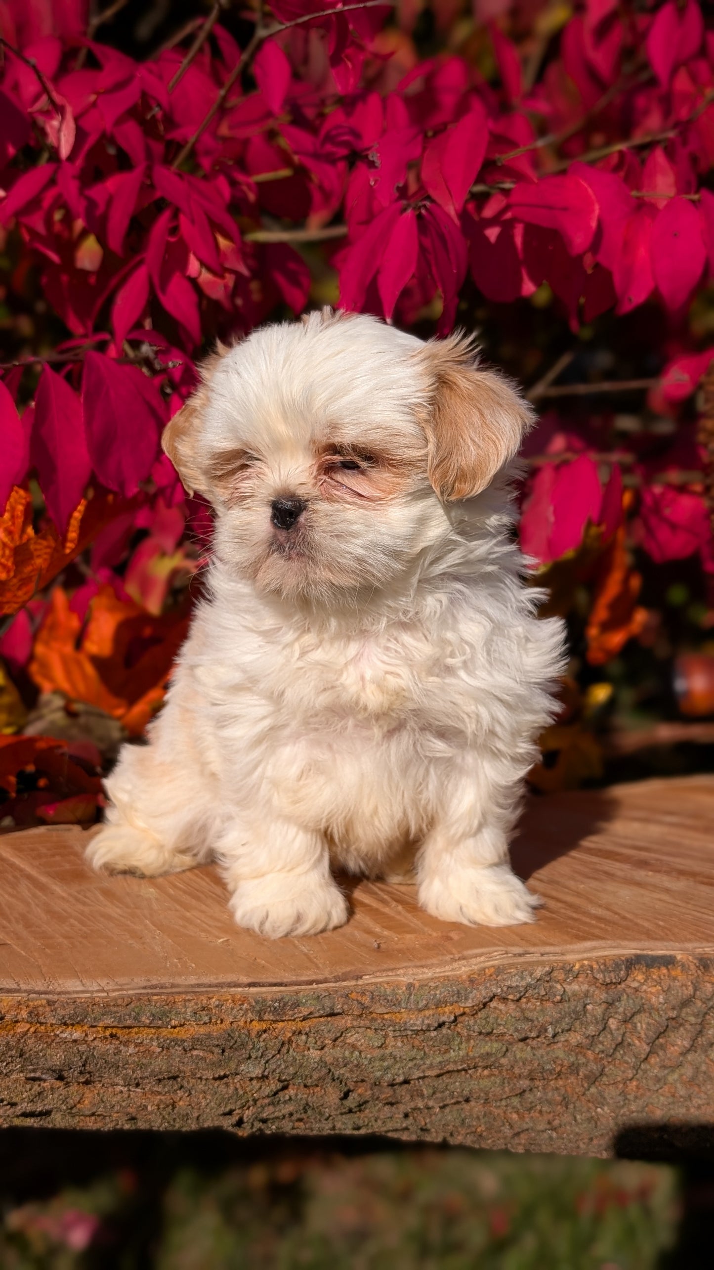 SHIH TZU (09/03) FEMALE