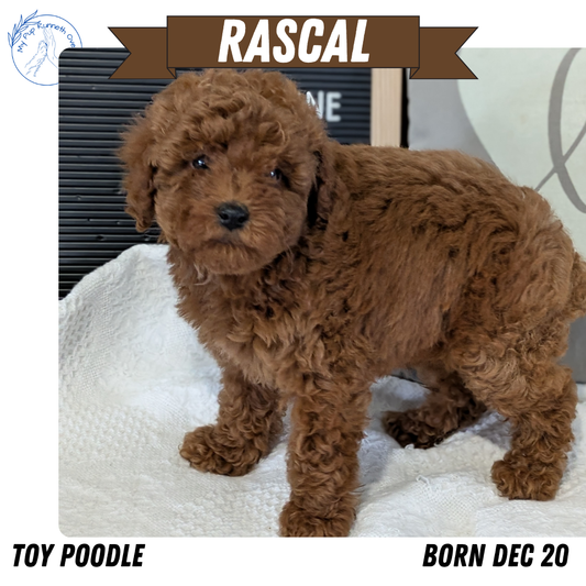 TOY POODLE (12/20) MALE